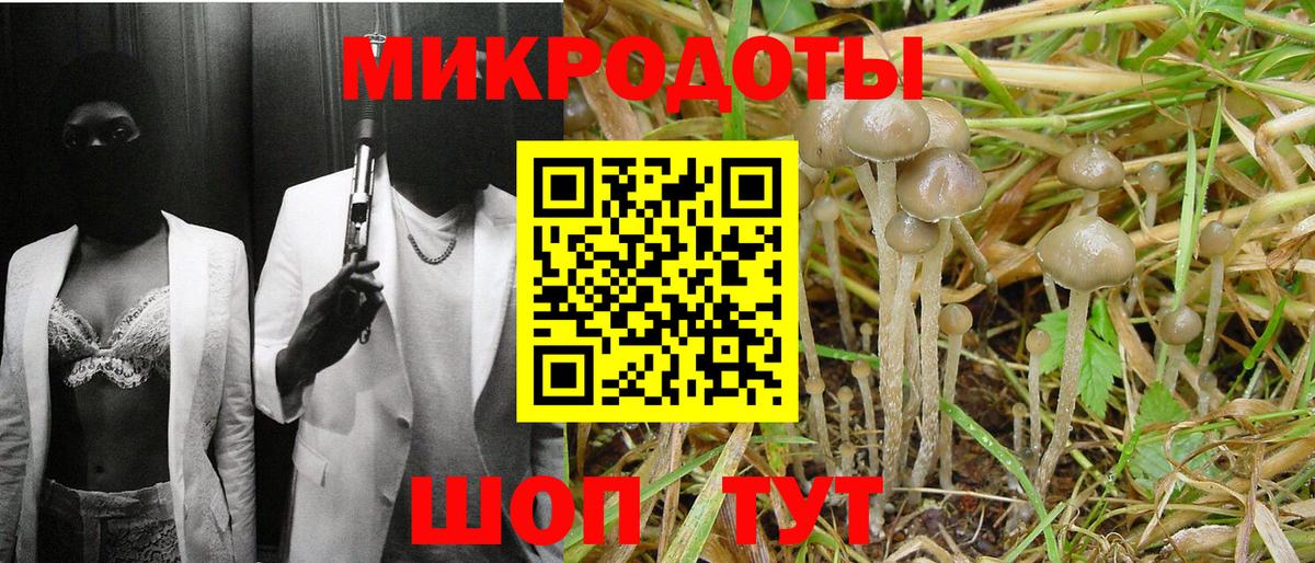 Псилоцибиновые грибы Psilocybine cubensis Электрогорск